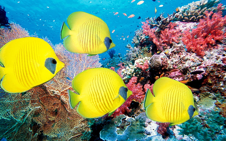 Рибен аквариум Тропически сладководен тапет Hd, HD тапет