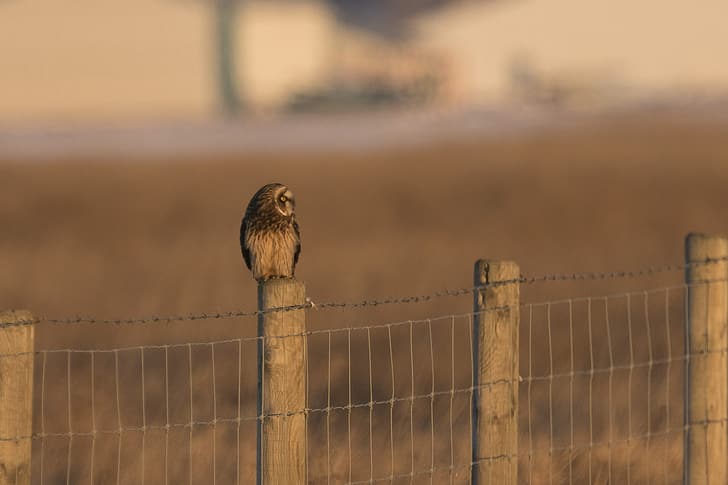 bird, the fence, predator, fence, profile, Short eared owl, Asio flammeus, short-eared owl, HD wallpaper