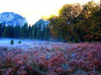 red flower field under cloudy sky during daytime, meadow, flower, cloudy, sky, daytime, yosemite valley, ground fog, red, plants, cold, hazy, fall, pine trees, in the morning, yosemite, colorful, california, water fern, ferns, scene, late autumn, scenic, yosemite national park, ground, tule fog, fern, nature, forest, tree, mountain, landscape, outdoors, autumn, scenics, beauty In Nature, HD wallpaper HD wallpaper