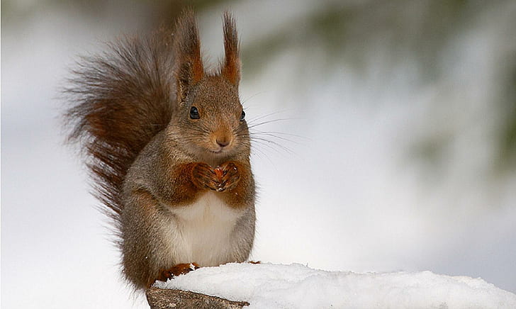 Nut Cracker, brown squirrel, squirrel, snow, brown, animal, animals, HD wallpaper