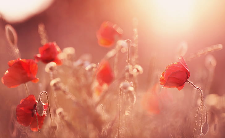 Late Summer Poppies, Nature, Flowers, Summer, Late, Poppies, HD wallpaper