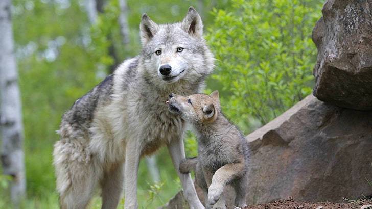 white and black wolf, wolf, cub, couple, caring, family, HD wallpaper
