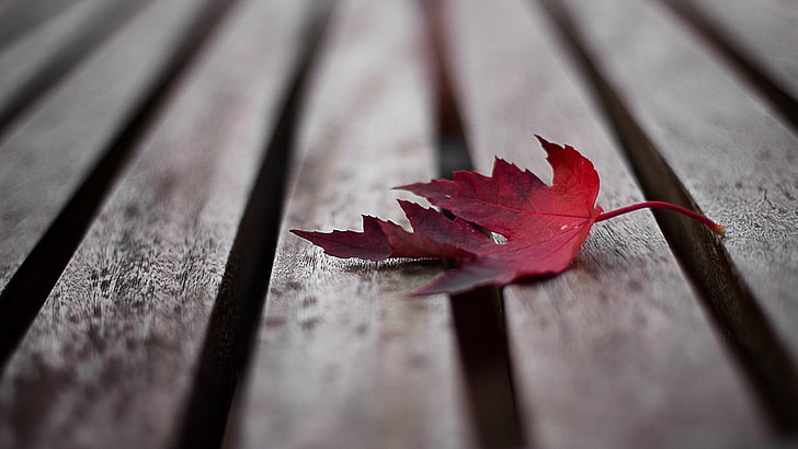 hoja de arce roja, hoja de arce roja caída sobre la superficie de madera marrón, superficie de madera, hojas, otoño, Fondo de pantalla HD