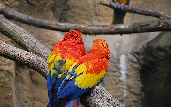 two red, yellow, and blue birds, parrots, couple, color, feathers, HD wallpaper