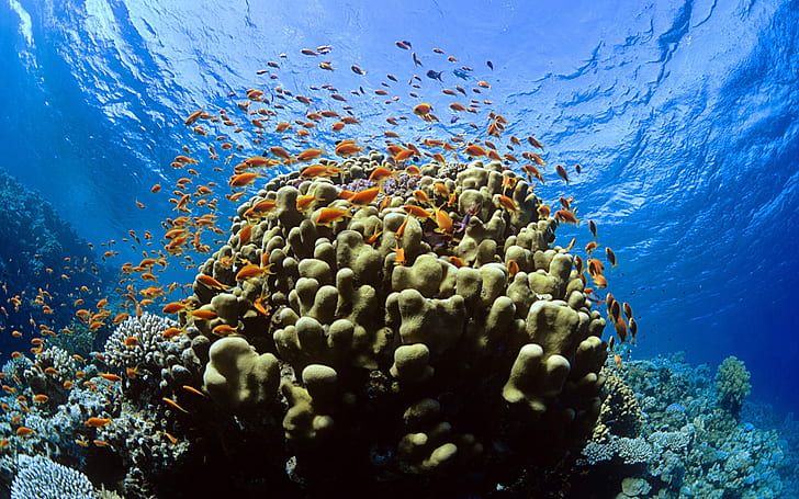 الأسماك البرتقالية في العالم تحت الماء ، البرتقال ، الأسماك ، تحت الماء ، العالم، خلفية HD