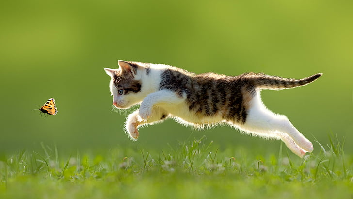 cat, jump, butterfly, grass, kitten, play, hunting, hunt, chase, chasing, domestic cat, short haired cat, HD wallpaper