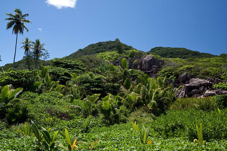 Seychelles Landscape, pohon-pohon palem dan bukit, lanskap, alam, seychelles, Wallpaper HD