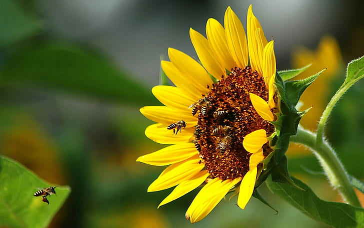 ผึ้ง, การผสมเกสร, ดอกไม้, เที่ยวบิน, ดอกทานตะวัน, วอลล์เปเปอร์ HD
