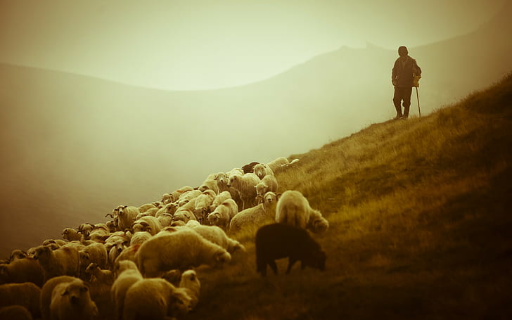 domba, binatang, Wallpaper HD