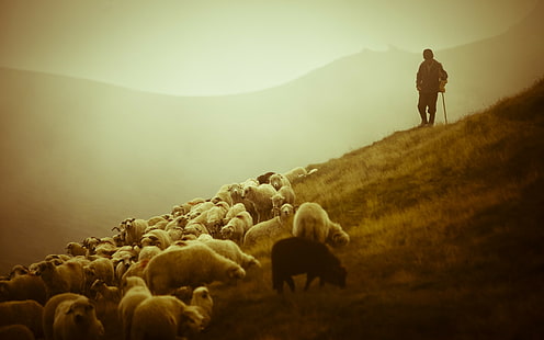 ovejas, animales, Fondo de pantalla HD HD wallpaper