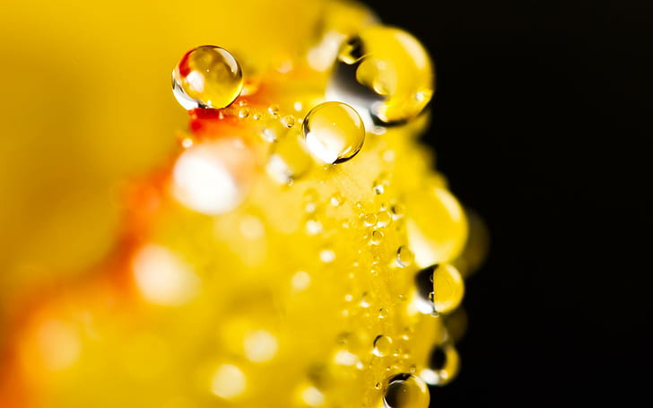 قطرات الماء X. ، قطرات الماء ، الطبيعة ، الزهور ، قطرات المطر ، قطرات الندى ، القطرات ، البتلات ، المطر ، الطبيعة و l، خلفية HD