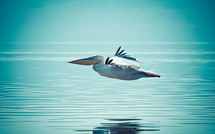 Beautiful Bird Pelican Flying Water, красивая, птица, пеликан, летит, вода, HD обои