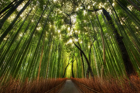 zielone drzewa liściaste w ciągu dnia zdjęcie, bambus, bambus, bambus, Twitter, listy, zielony liść, drzewa, w ciągu dnia, zdjęcie, sam, bambu, kolor, kolorowy, wiejski ogród, ogrody, złota trawa, trawa zielona, ​​Hdr, krajobraz, na zewnątrz ścieżka, pokój, fotografia, cichy, wiejski, spokojny, światło słoneczne, podróżować, spacerować, dziki, wysoki zakres dynamiki, blog, japonia, azja, 祇 園, dzielnica, Honsiu, Osaka-kobe-kyoto, okk, Honshū, kansai, Kyōto -fu, 嵐山, Storm Mountain, Arashiyama, pomnik, miejsce historyczne, kulturowe, las bambusowy sagano, natura, naturalny, sceniczny, sceneria, Nikon d3x, las, drzewo, bambus - roślina, liść, kolor zielony, bambusowy gaj, na zewnątrz, lasy, rośliny, bujne ulistnienie, Tapety HD HD wallpaper