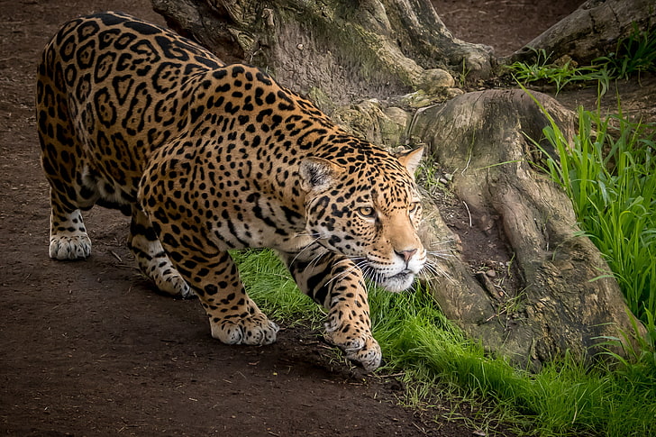 Jaguar, HD wallpaper