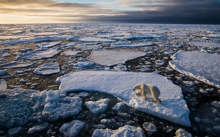 arktyczny, niedźwiedź, kra, lód, ocean, polar, zima, Tapety HD