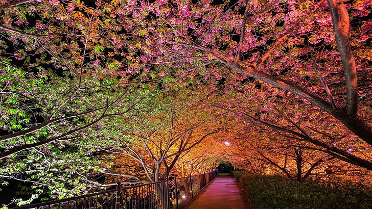 park, path, walking path, night, sping colors, spring, night-time, lights, nature, HD wallpaper