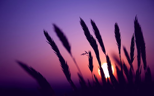 Evening, sunset, purple sky, grass silhouette, purple sky, Evening, Sunset, Purple, Sky, Grass, Silhouette, HD wallpaper HD wallpaper