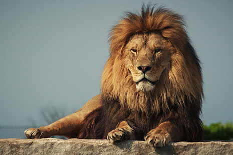 brązowy lew, kot, tło, drapieżnik, lew, grzywa, Tapety HD HD wallpaper