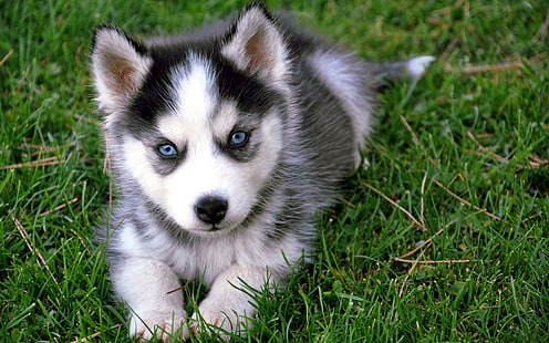 Sweet Husky: *, chiot husky sibérien gris et blanc, doux, husky, blanc, noir, animaux, Fond d'écran HD HD wallpaper
