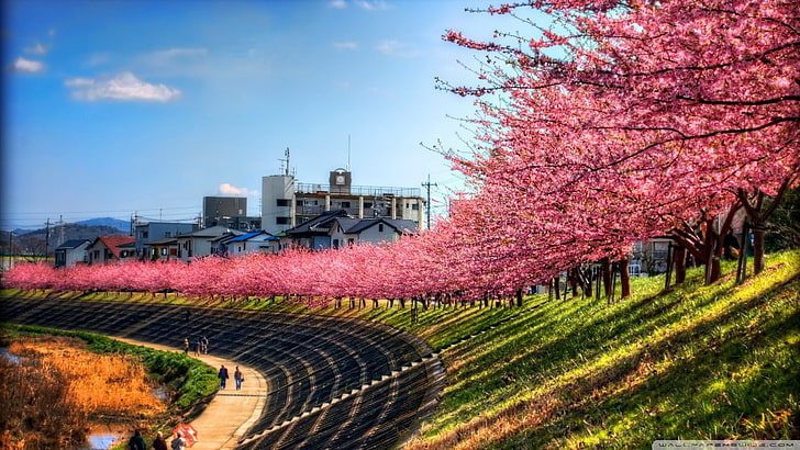 arbres à fleurs roses, ciel, paysage, arbres, rose, chemin, fleur de cerisier, Japon, Fond d'écran HD