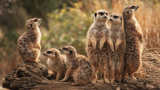  animals, nature, group, meerkats, company, a lot, stand, meerkat, HD wallpaper HD wallpaper