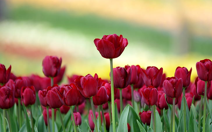 Red Nature Mobile Wallpaper Red Tulips Field Nature Hd, HD wallpaper