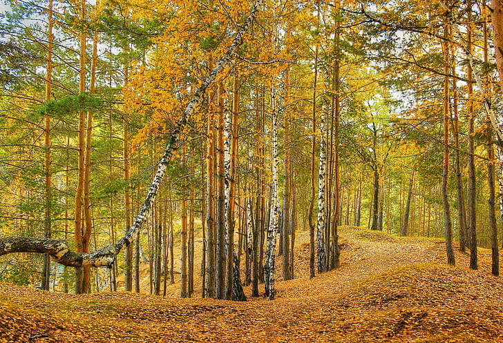 Musim Hutan Musim Gugur Pohon Dedaunan Alam, ilustrasi hutan, alam, musim, musim gugur, hutan, pohon, dedaunan, Wallpaper HD