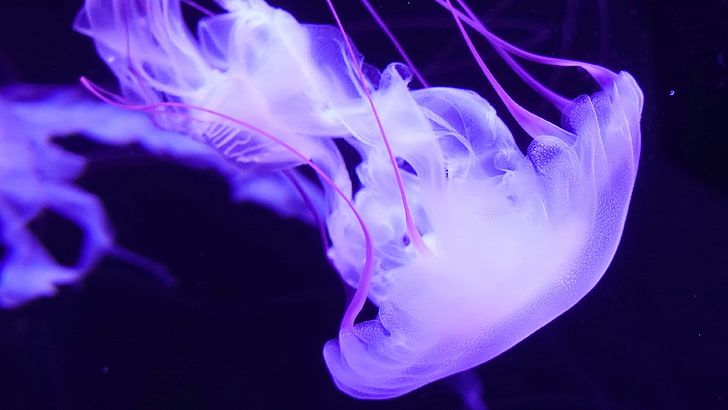 Purple Jellyfish 4K, สีม่วง, แมงกะพรุน, วอลล์เปเปอร์ HD