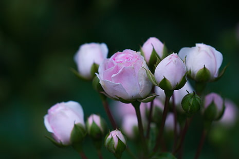 Rosarosenblume, Pflanzen, Rose, Makro, HD-Hintergrundbild HD wallpaper
