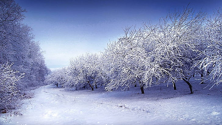 Snow White Path, trees and snows, snowy, cool, breezing, beauty, 3d and abstract, HD wallpaper