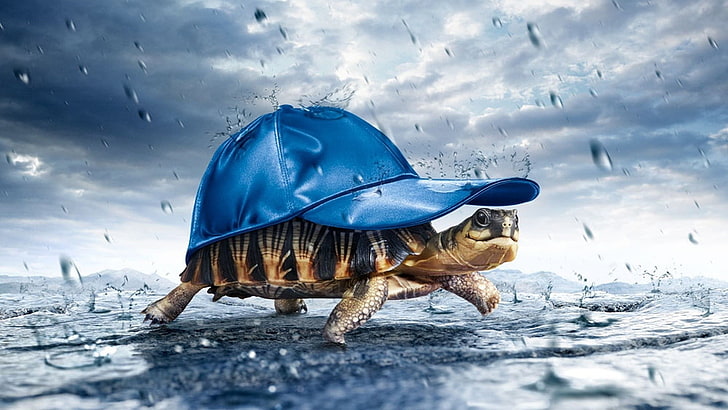 black and brown turtle with blue cap illustration, atmosphere, rain, hat, turtle, happy, HD wallpaper