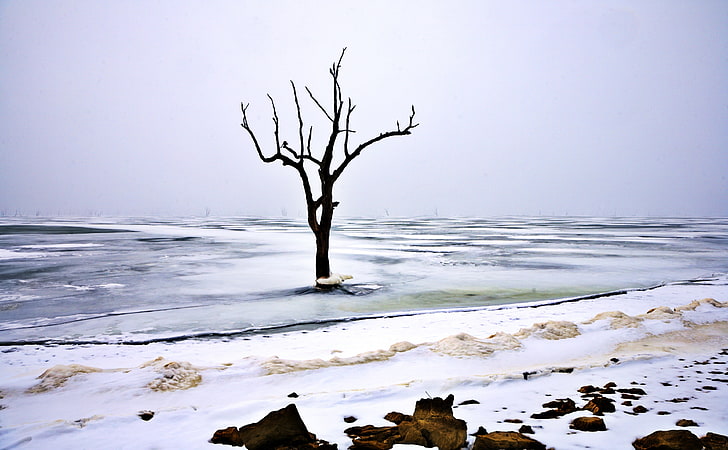 Symbol Of Last Winter, withered tree on body of water painting, Seasons, Winter, Travel, Nature, Landscape, Scenery, Scene, united states, Clinton Lake, HD wallpaper