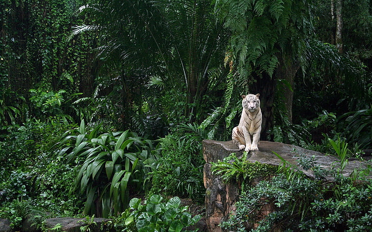 เสือขาวเสือขาวเสือแมวใหญ่ธรรมชาติสัตว์ป่าต้นไม้สีเขียว, วอลล์เปเปอร์ HD