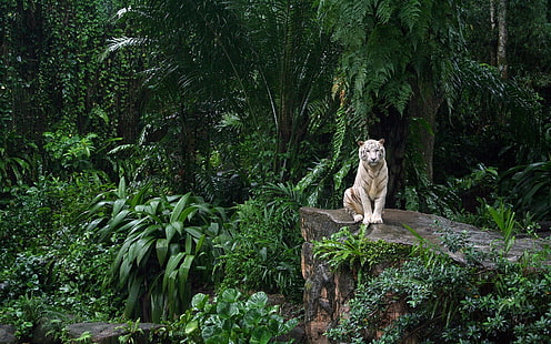 harimau putih, harimau putih, harimau, kucing besar, alam, hewan, hutan, pohon, hijau, Wallpaper HD HD wallpaper