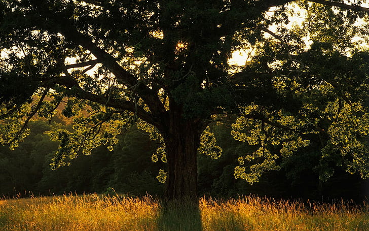 Sinar Matahari Pohon HD, alam, sinar matahari, pohon, Wallpaper HD