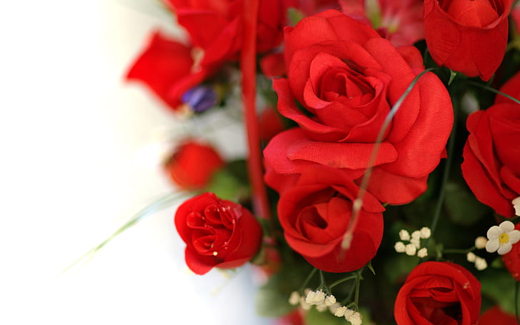 Mawar, Bunga, Merah, Segar, Cinta, Putih, mawar, bunga, merah, segar, cinta, putih, Wallpaper HD