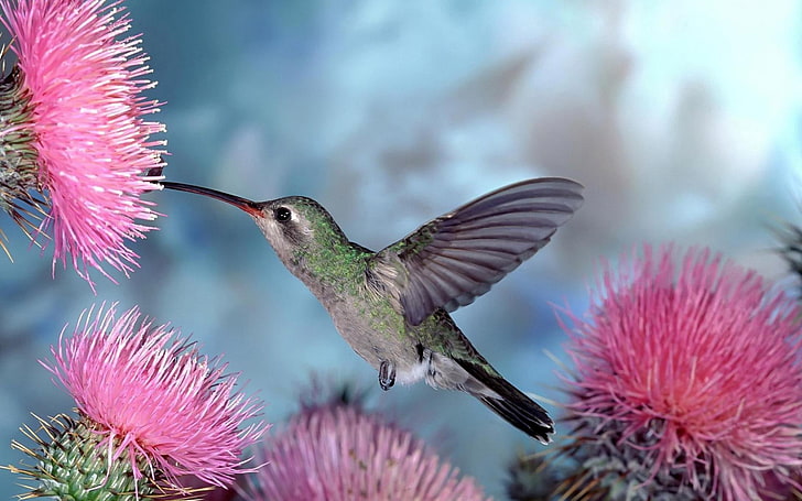 burung kolibri abu-abu dan hijau, bunga, burung, alam, burung kolibri, burung, latar belakang biru, Wallpaper HD