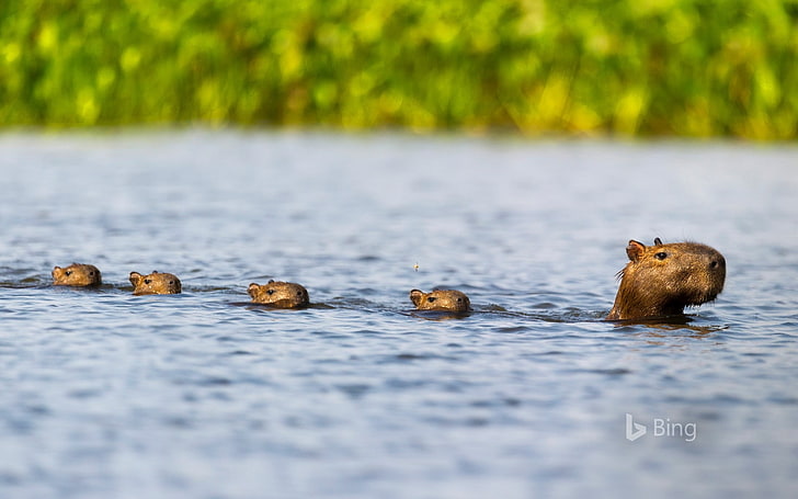 Бразилия Парагвай река Capybara семейство 2017 Bing Wa .., HD тапет