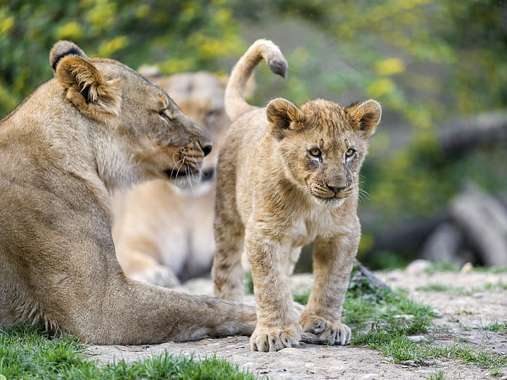 cat, cub, kitty, lioness, lion, ©Tambako The Jaguar, HD wallpaper
