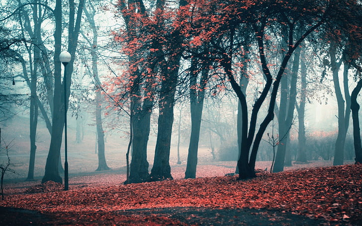 بارك الخريف الأشجار HD ، الطبيعة ، الأشجار ، الخريف ، الحديقة، خلفية HD
