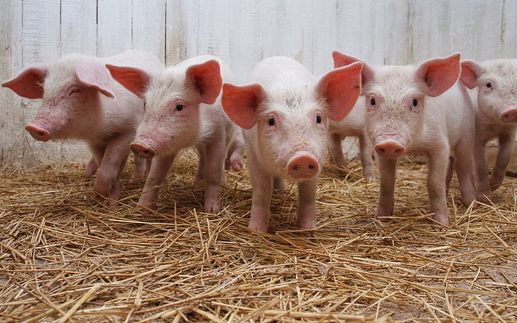 five pink piglets, pig, calves, grass, a lot of, HD wallpaper