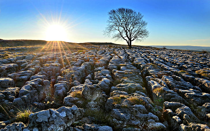 Скали Камъни Слънчева светлина Дървета HD, голо дърво под синьо небе по време на изгрев, природа, дървета, слънчева светлина, скали, камъни, HD тапет