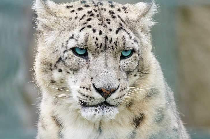 Gepard schöne Bilder für, HD-Hintergrundbild