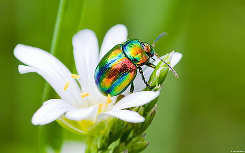 ธรรมชาติสัตว์แมลง, วอลล์เปเปอร์ HD HD wallpaper