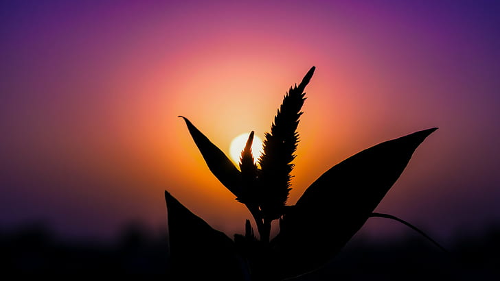 silhouette of plant during sun set in macro shot photography, Sunset, silhouette, plant, sun set, macro shot, photography, nature, HD wallpaper