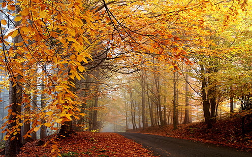 оранжеви кленови дървета, природа, гора, дървета, мъгла, път, падане, листа, HD тапет HD wallpaper