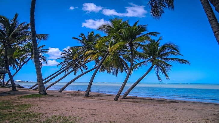 pintura de árbol azul y negro, naturaleza, fotografía, paisaje, playa, palmeras, arena, mar, tropical, azul, cielo, mañana, luz solar, Fondo de pantalla HD