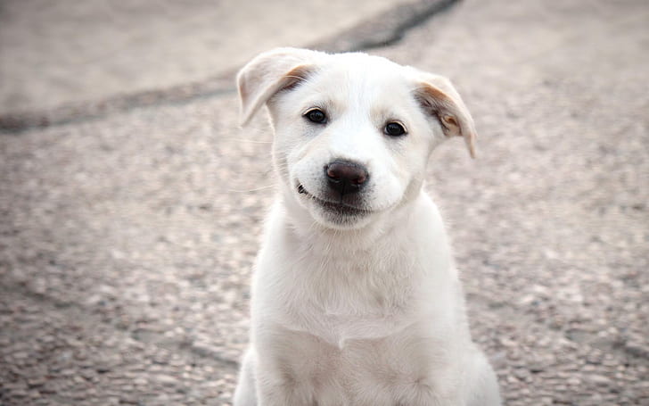 Cachorro, perro blanco, lindo, mascota, animales, cachorro, perro blanco, lindo, mascota, Fondo de pantalla HD
