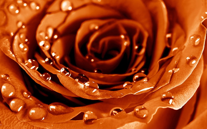 orange rose flower, rose, flower, petals, drops, HD wallpaper