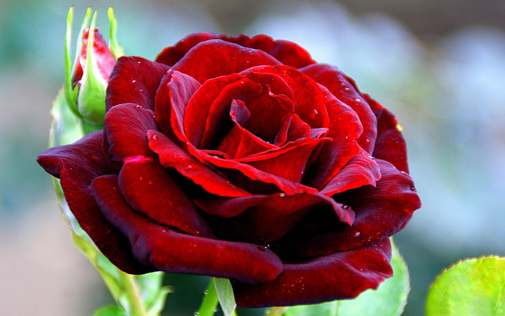빨간 장미 매크로-HD 사진 배경 화면, 빨간 장미 꽃, HD 배경 화면